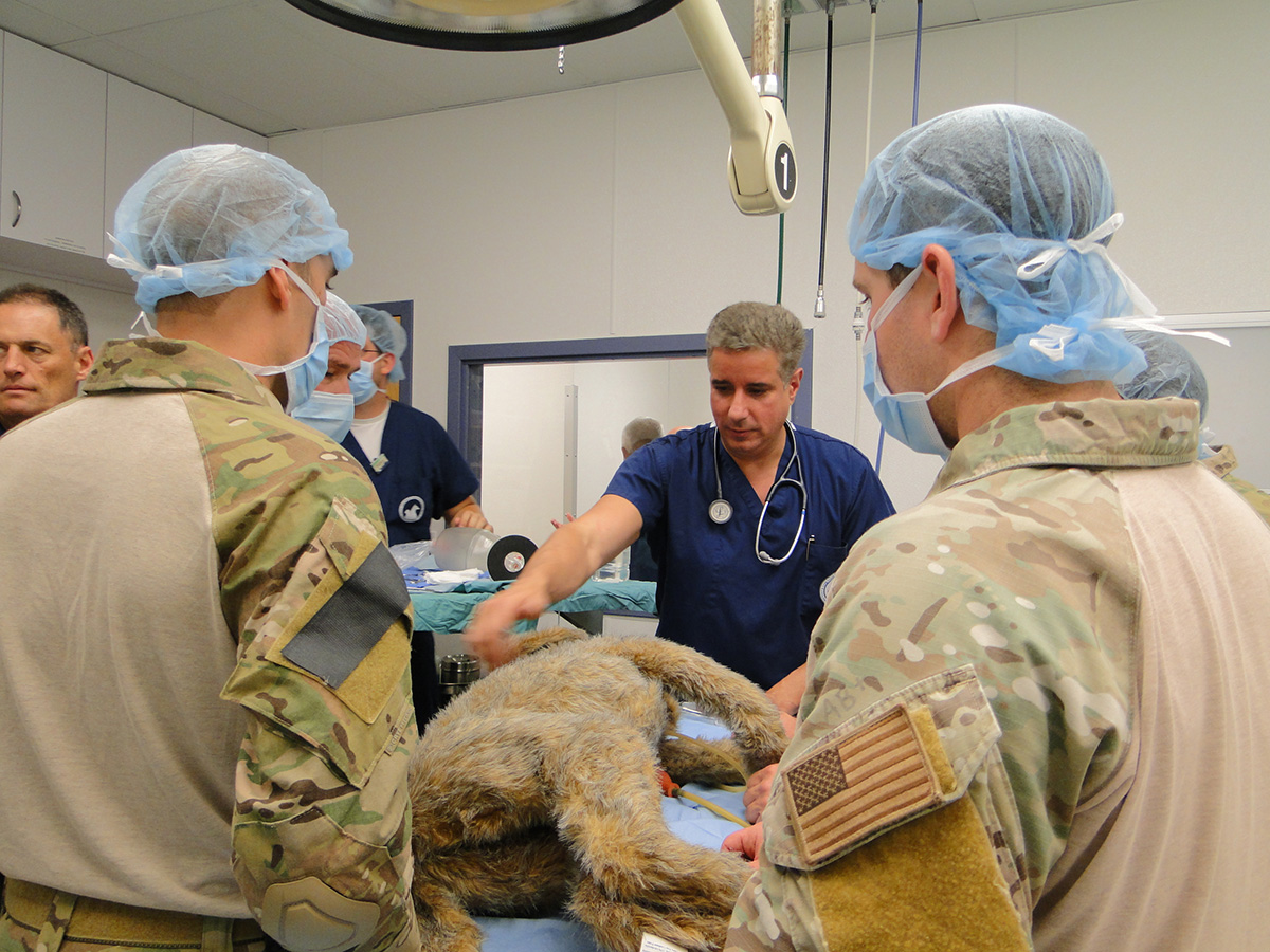 Canine Medical Training